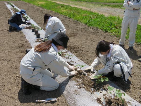 さつまいも定植