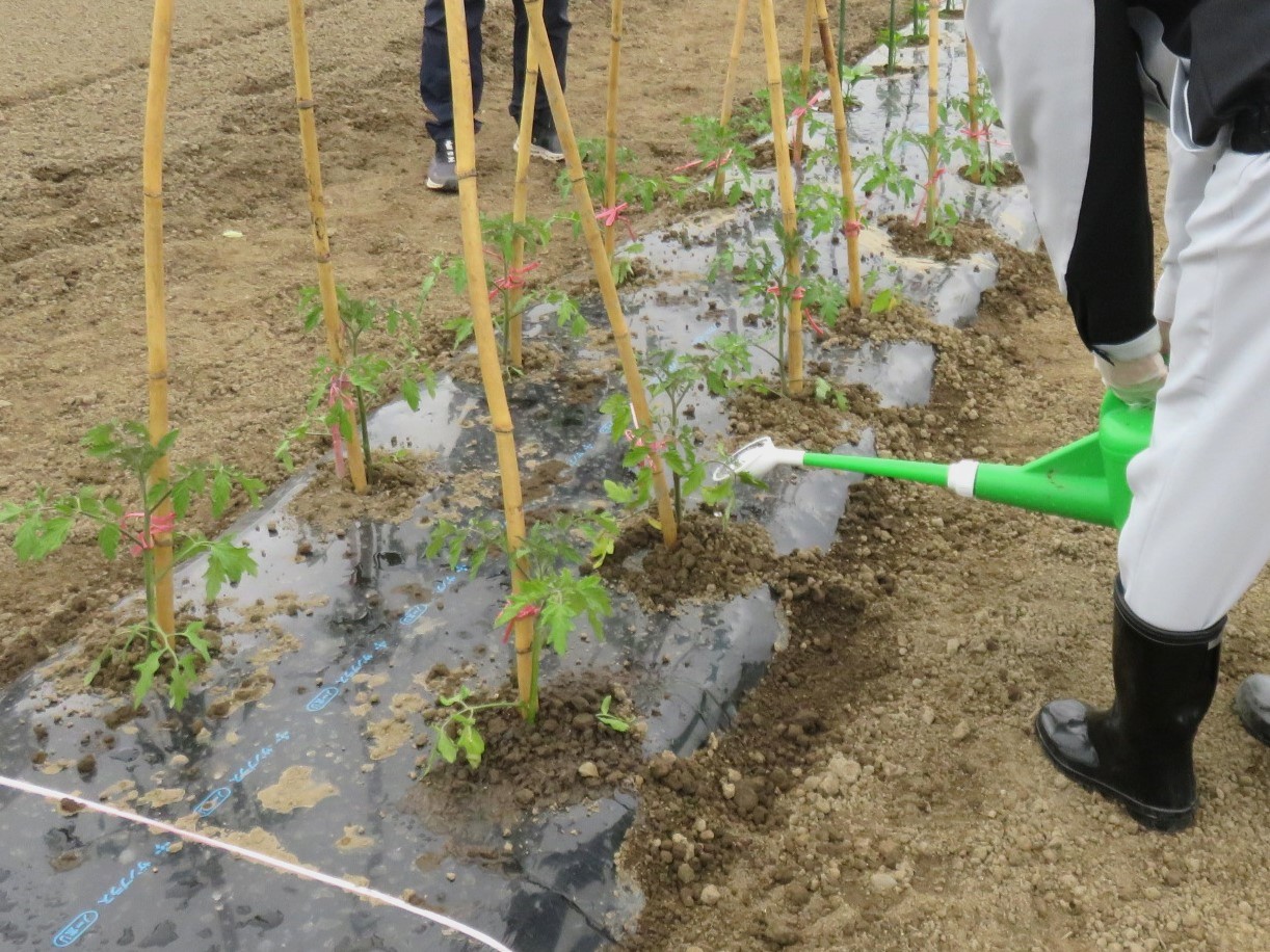 定植後の水やり