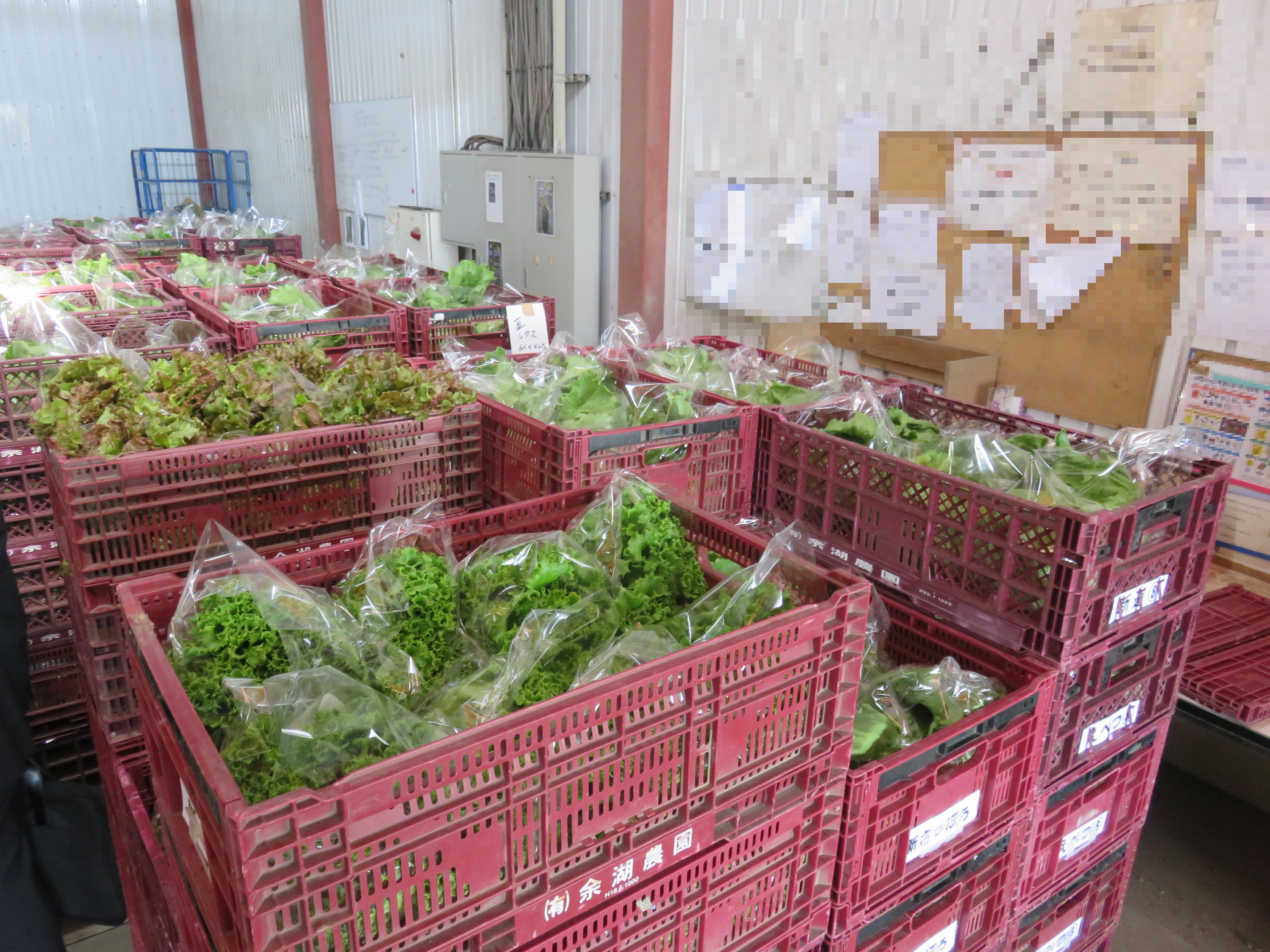 出荷先別に仕分けされたレタス