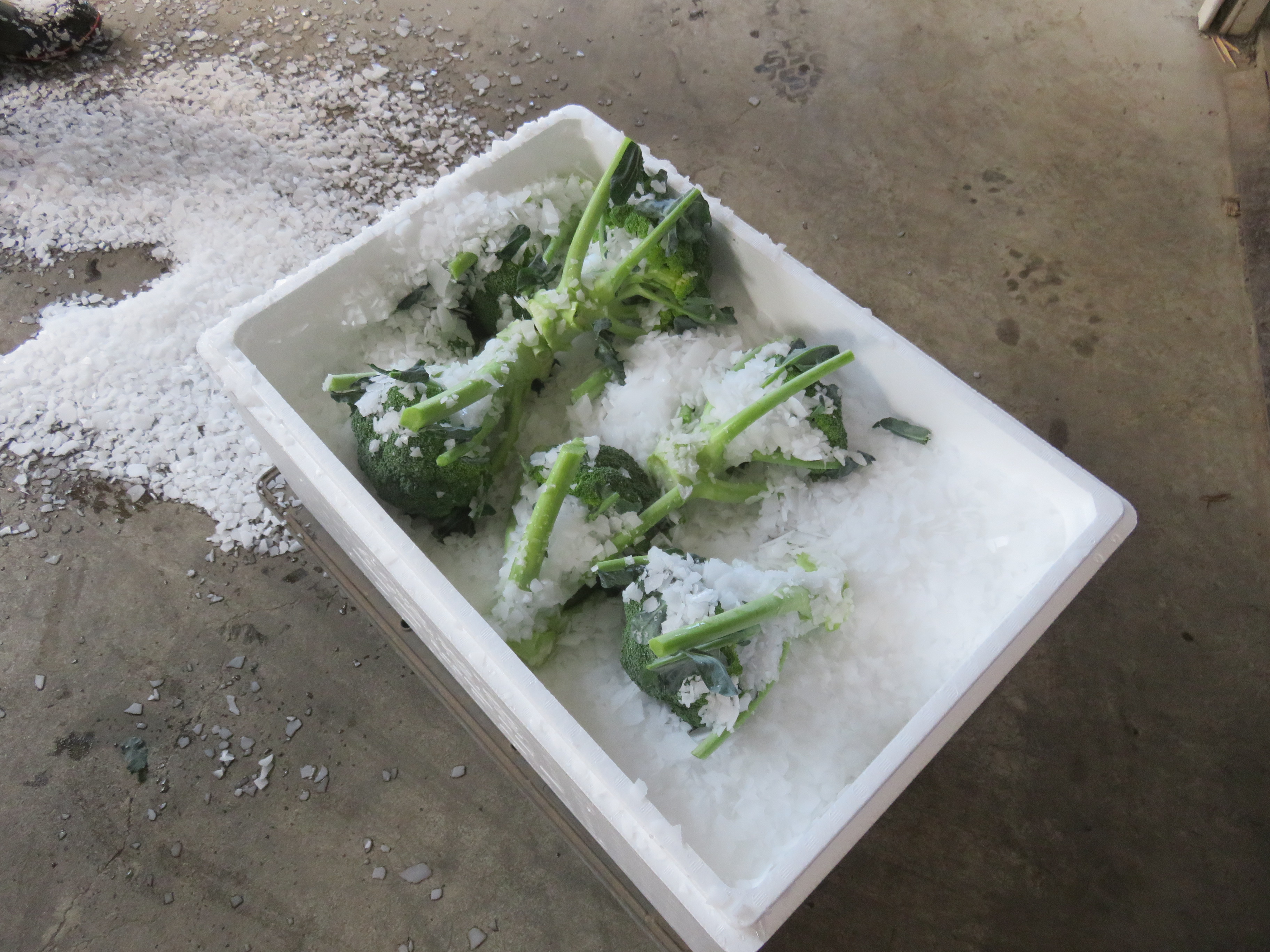 氷詰めされたブロッコリー