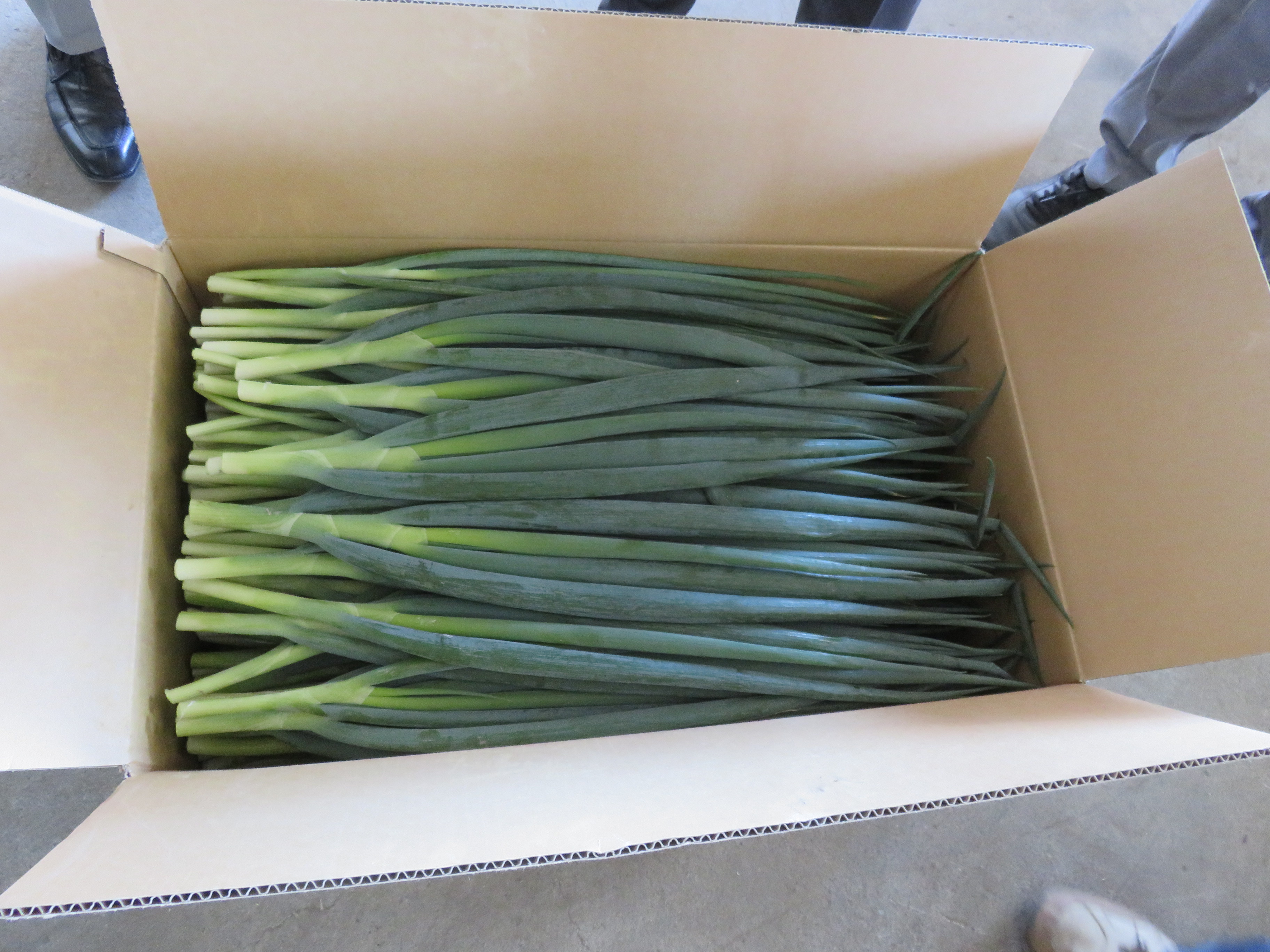 全国への出荷を待つ青ネギ