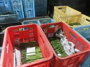 冷蔵施設内で保管されているグリーンアスパラ