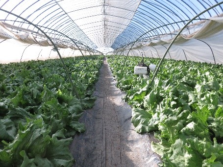 ビニールハウスの春レタス