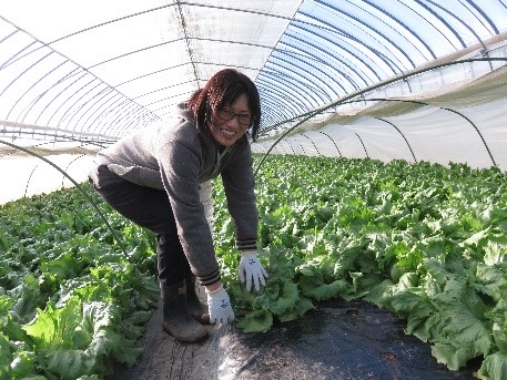レタスの収穫