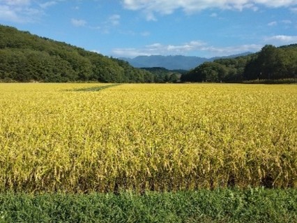 黄金色に美しく輝く稲穂は収穫間近です