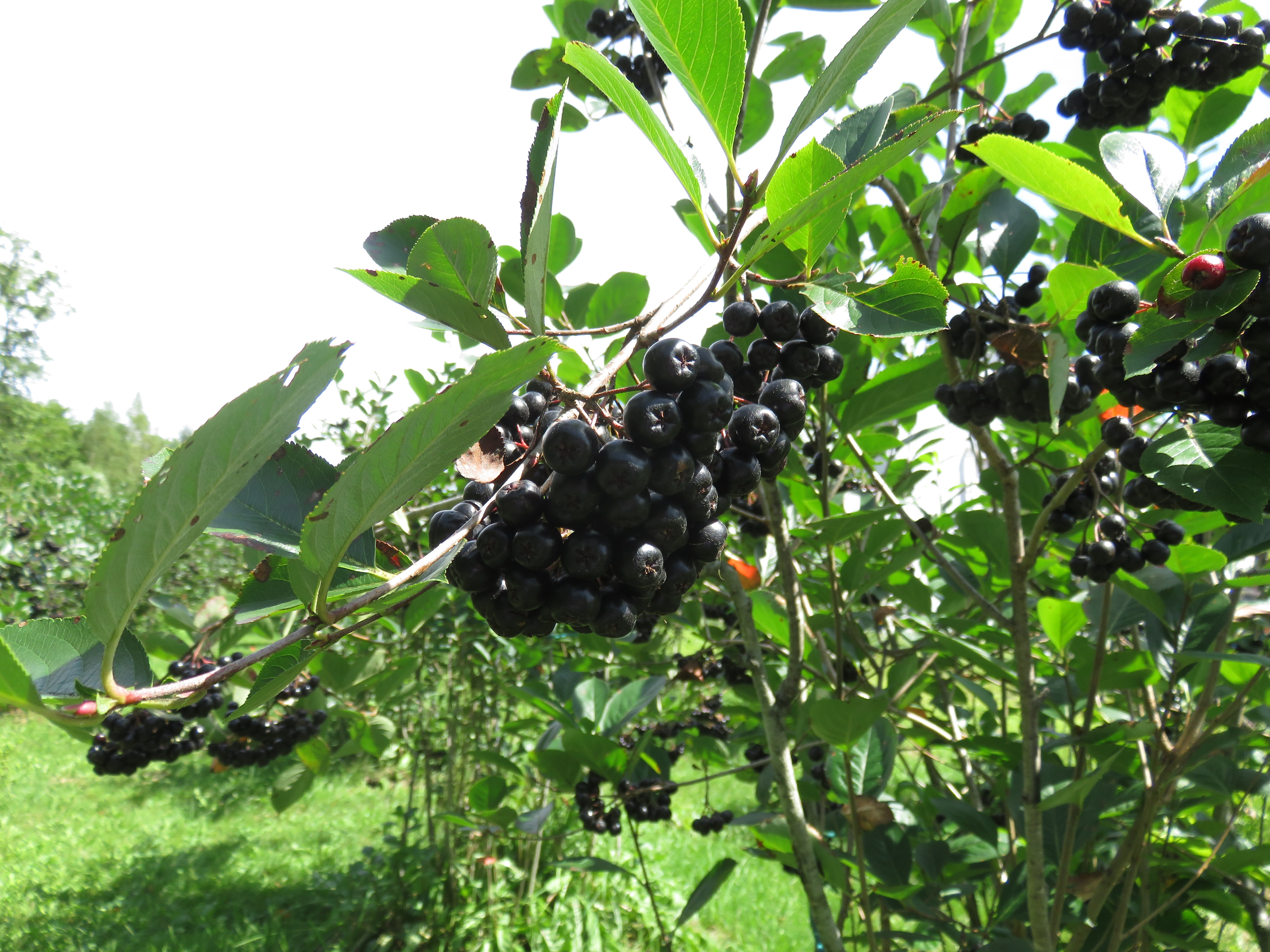 収穫を待つアロニア