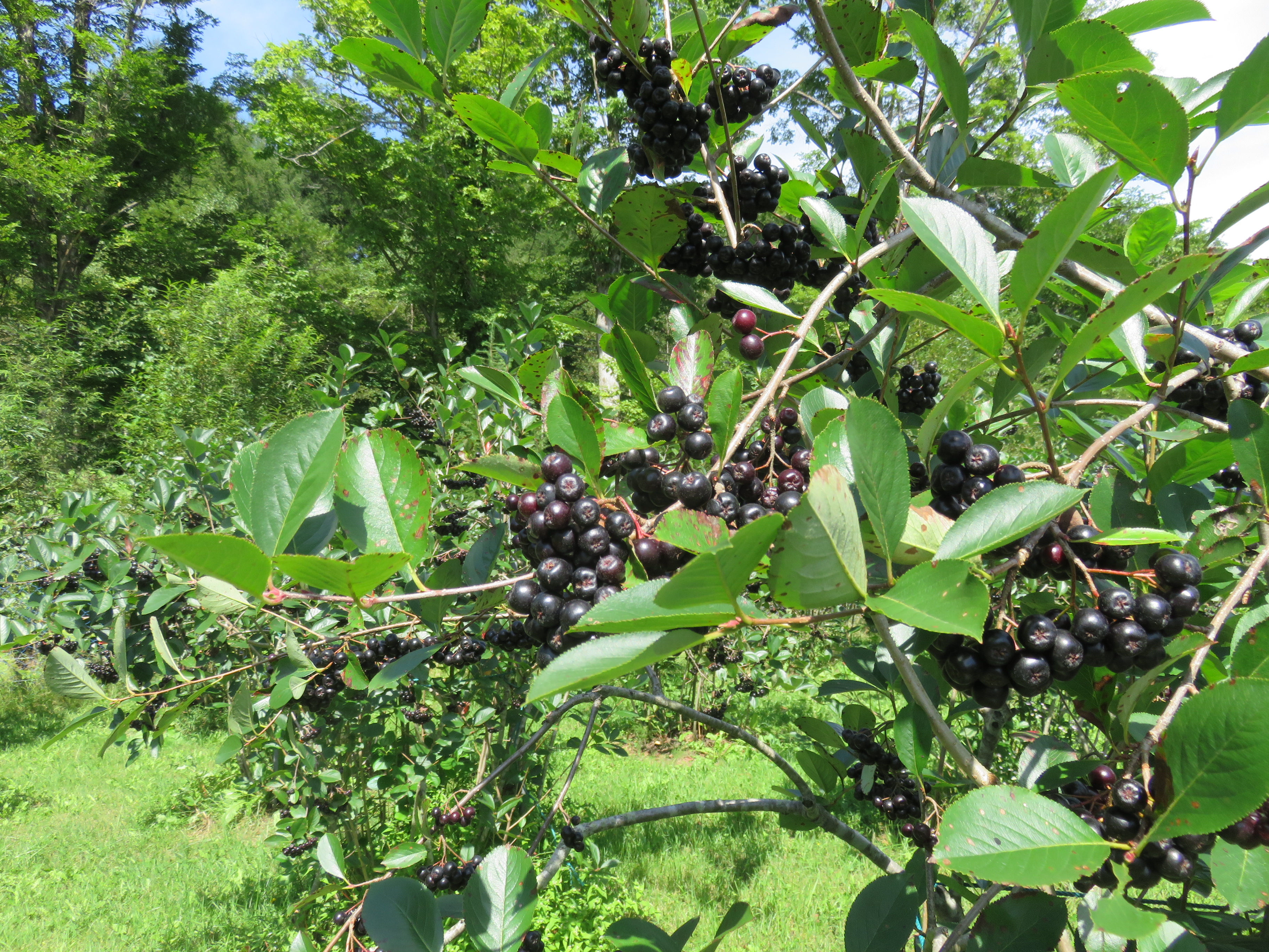 多くのアロニアの実がついています。
