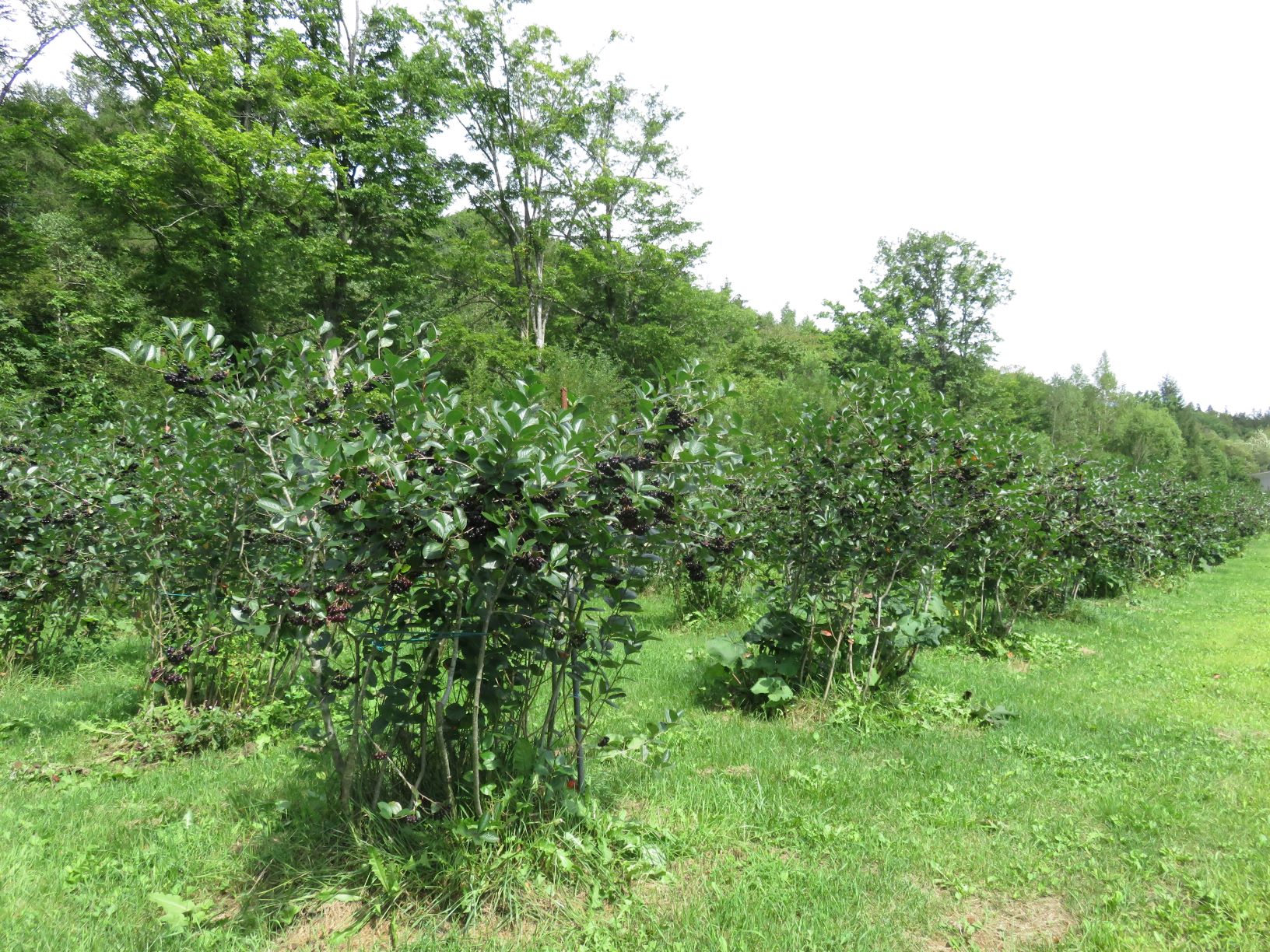 アロニアの木々