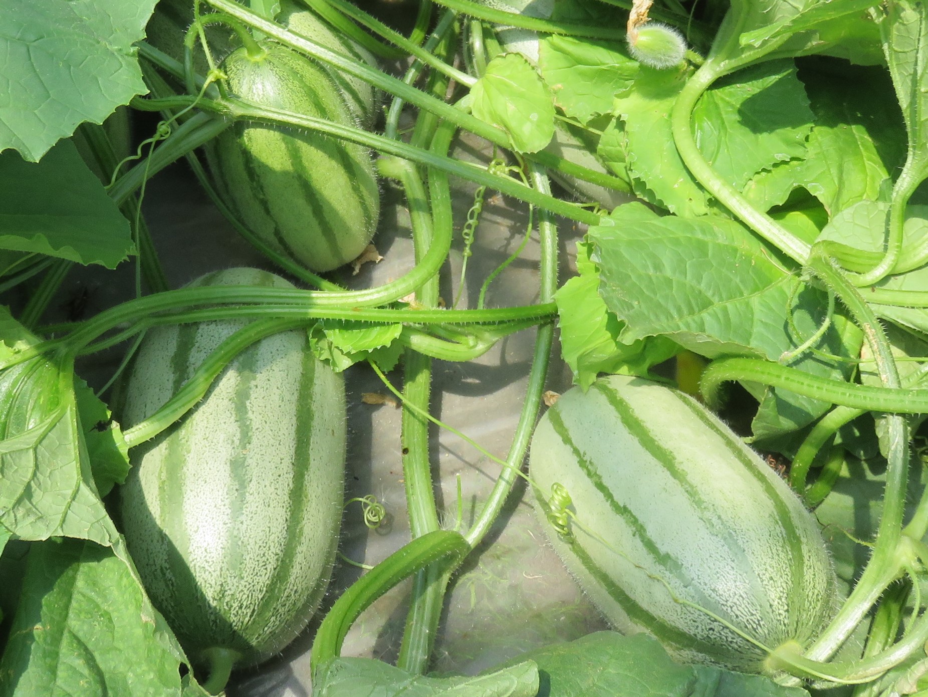 収穫を待つともりん