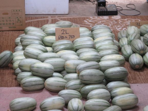 磨きを加えサイズごとに並べます