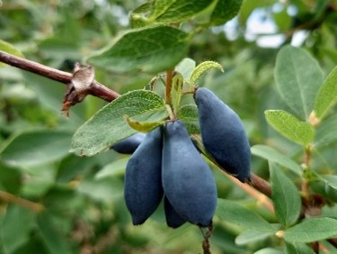 収穫期を迎えたハスカップ