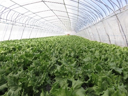 ビニールハウスの中は、青々とした香りが広がっています