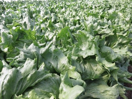 ビニールハウスの中で育つ春レタス