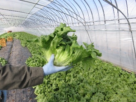 収穫された春レタス