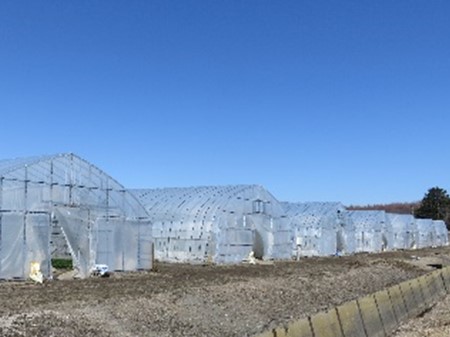 ビニールハウスの外観