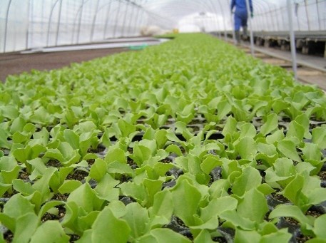 春レタスの苗