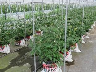 栽培バックでミニトマトを栽培