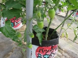 生育中の緑色のミニトマト