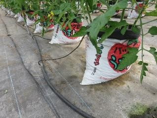 ホース散水をしています