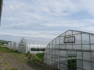 沢山のビニールハウスが並んでいます