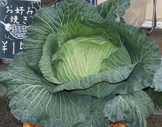 札幌大球