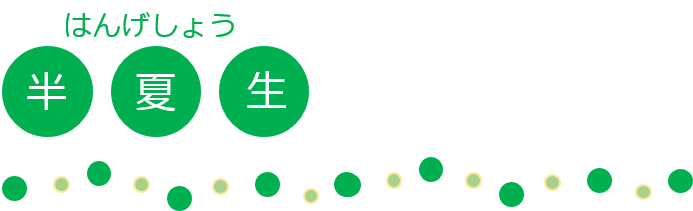 タイトル半夏生
