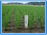移植栽培の様子