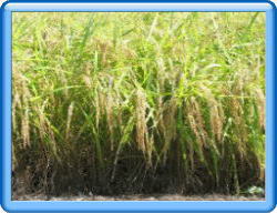 移植栽培の様子