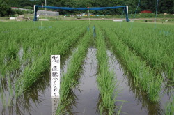 圃場（播種後6週目）
