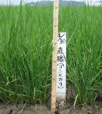 中干しの様子（直播）