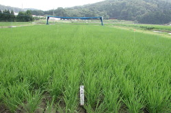 圃場（播種後9週目）