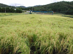 圃場（播種後17週目）