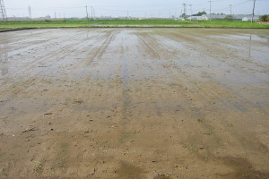 圃場（落水出芽法）