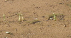 発芽したコシヒカリ