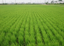 圃場（播種後13週目）