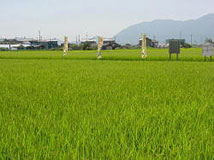 圃場（播種後16週目）
