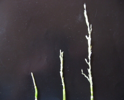 幼穂形成期・穂ばらみ期