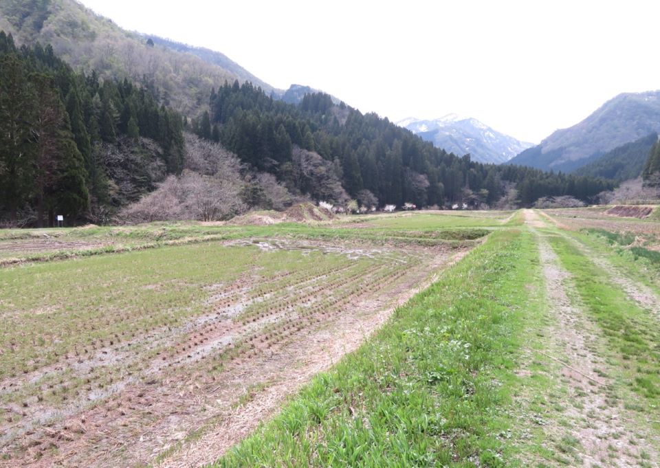 田んぼ