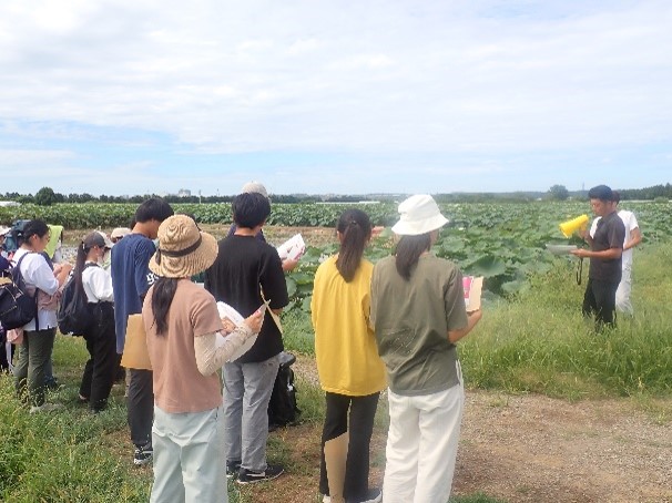 れんこんほ場 栽培・収穫方法の説明