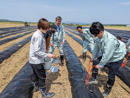 サトイモ定植作業の様子