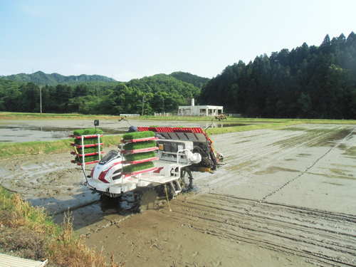 田植えの様子