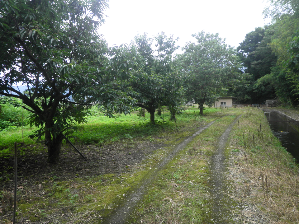 松岡川左岸の様子