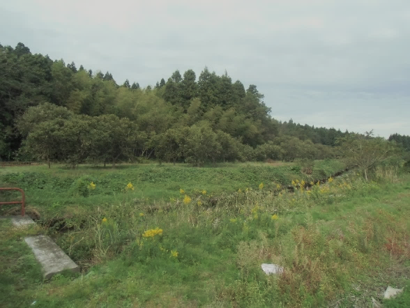松岡川手前右岸と左岸の様子