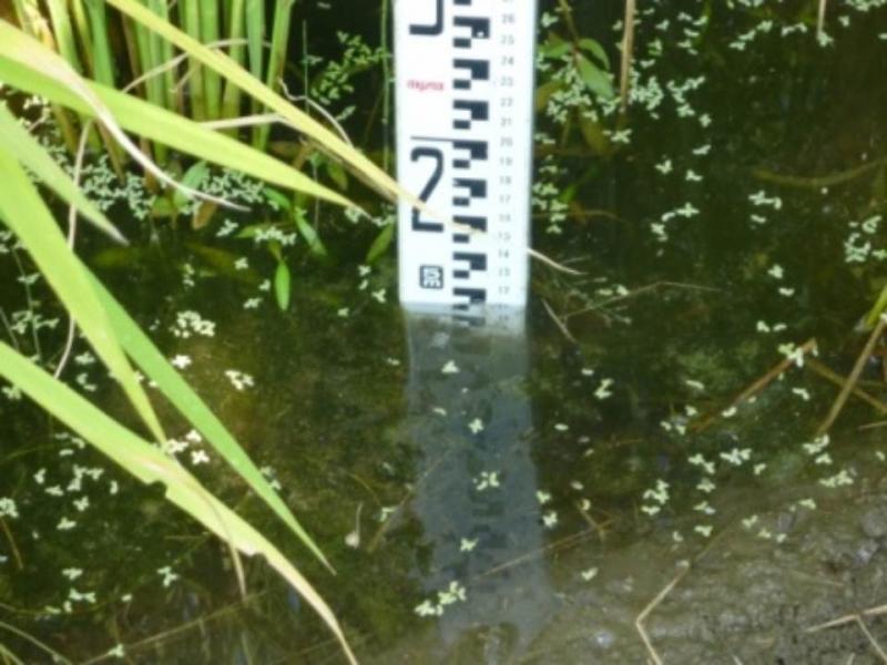 湛水管理の実施（新たな営農指導への対応）