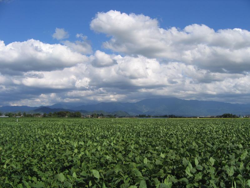 大豆栽培