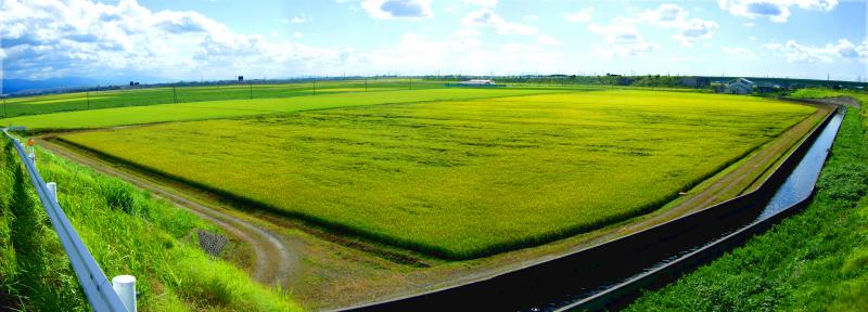 事業概要_用水路隣接ほ場の水稲写真（聖籠町）