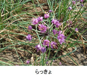 らっきょ