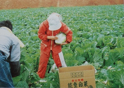 営農・はくさい