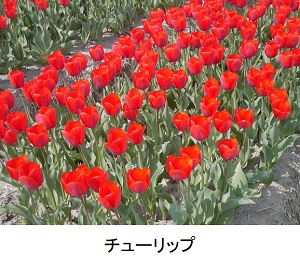 チューリップ