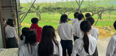 盈科見学の様子（ルレクチェの生育状況）